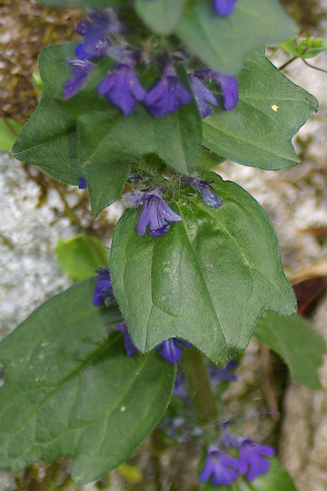 Ajuga genevensis / Iva ginevrina